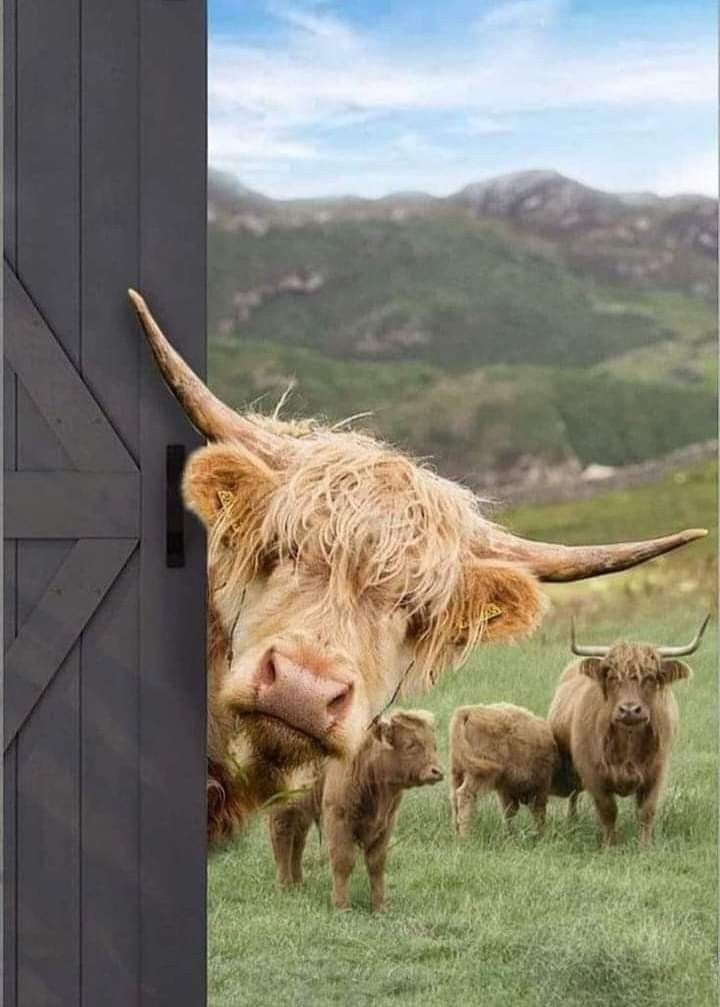 cute highland cow background 0075