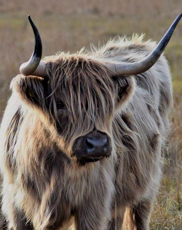 cute highland cow background 0080