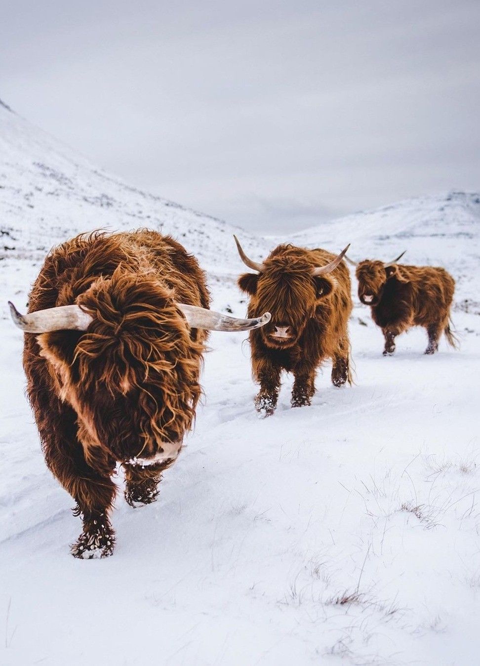 cute highland cow background 0081