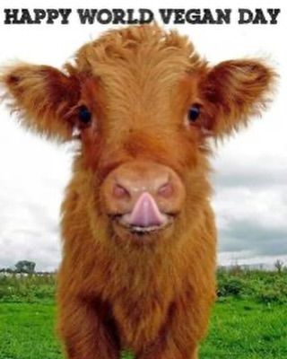 cute highland cow background 0082