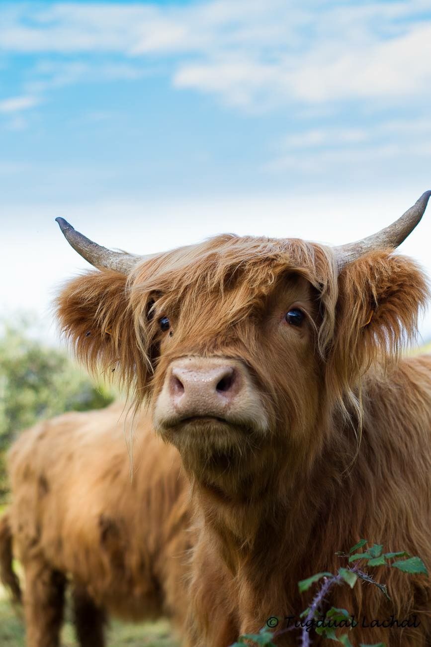 cute highland cow background 0084