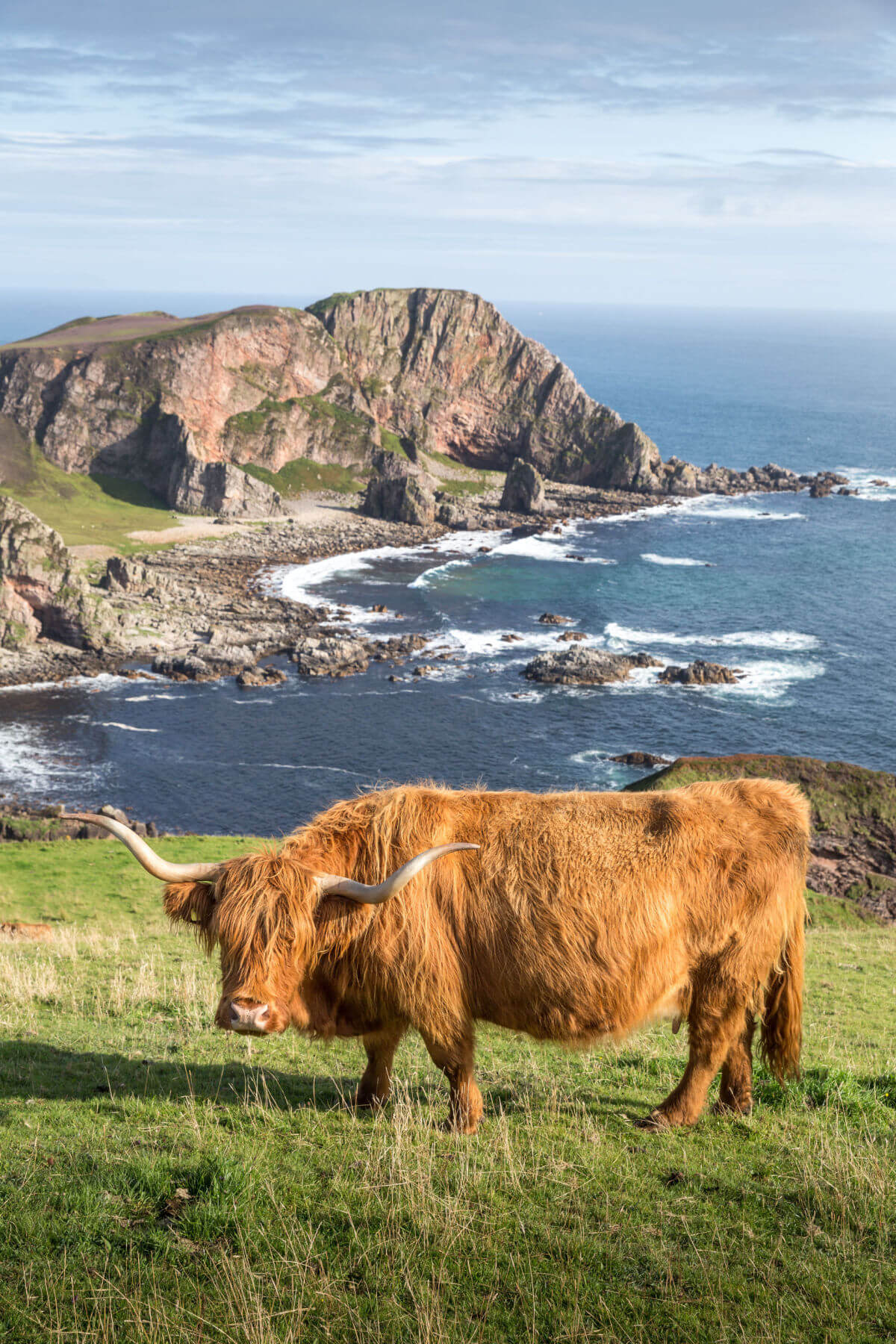 cute highland cow background 0085