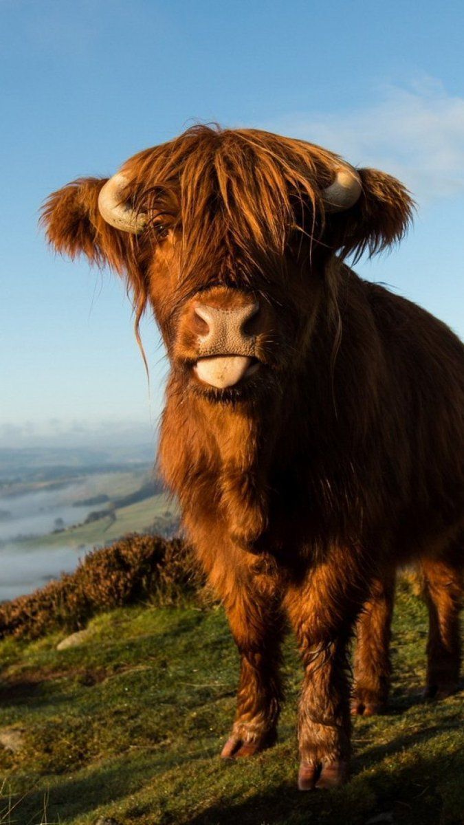 cute highland cow background 0087