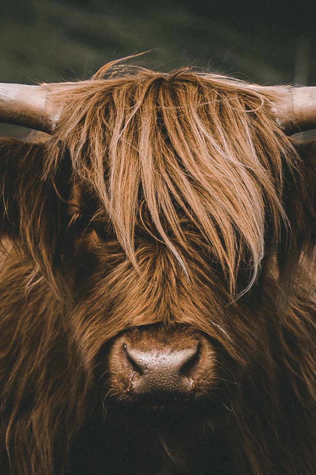 cute highland cow background 0088