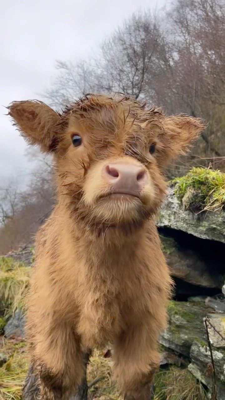 cute highland cow background 0090