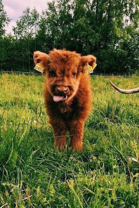 cute highland cow background 0092