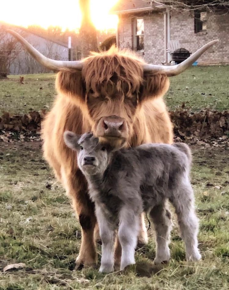 cute highland cow background 0093