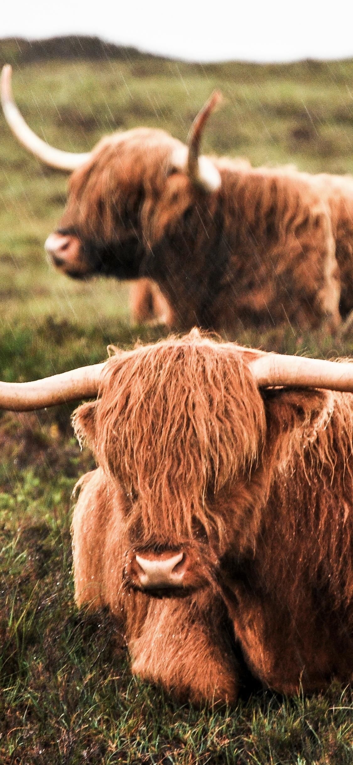 cute highland cow background 0094