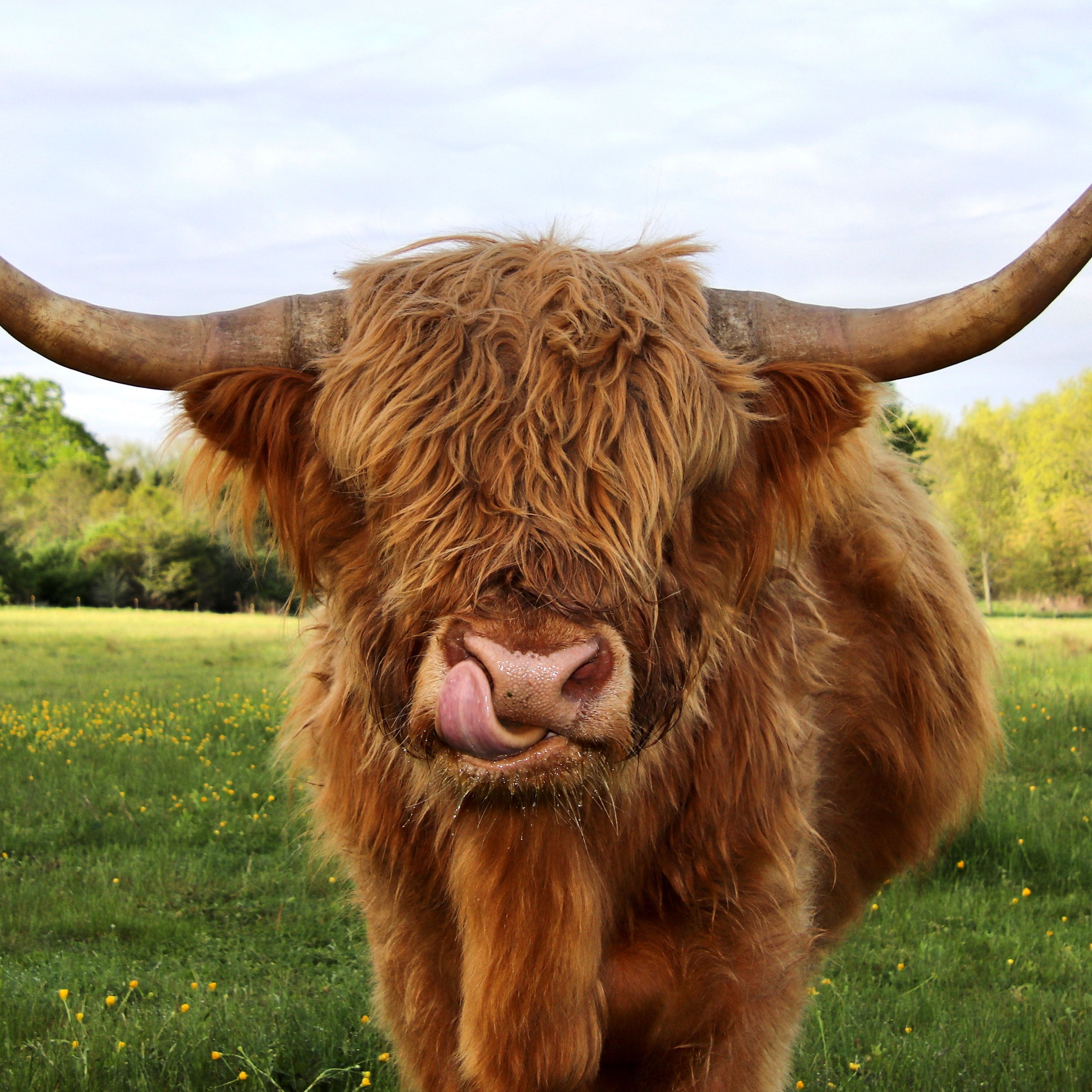 cute highland cow background 0095