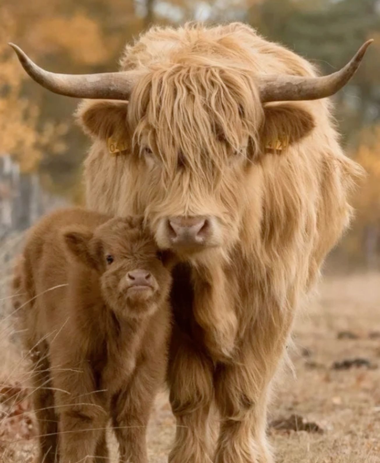 cute highland cow background 0099