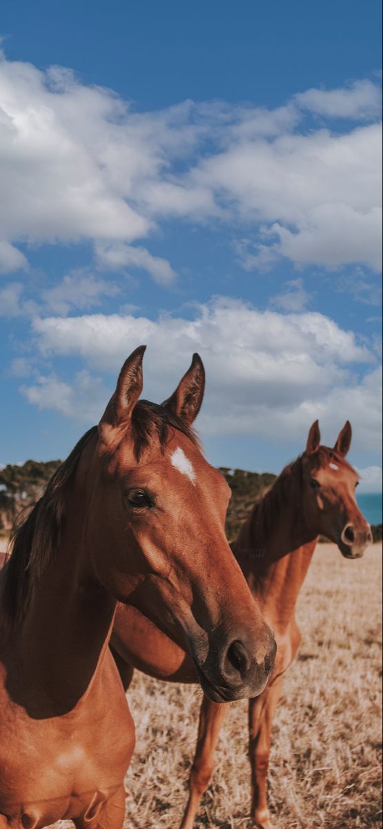 cute horse backgrounds 0025