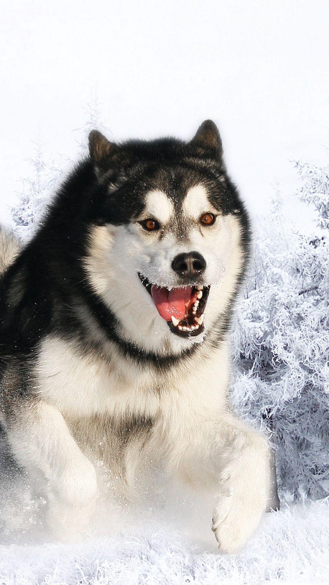 cute husky backgrounds 0011