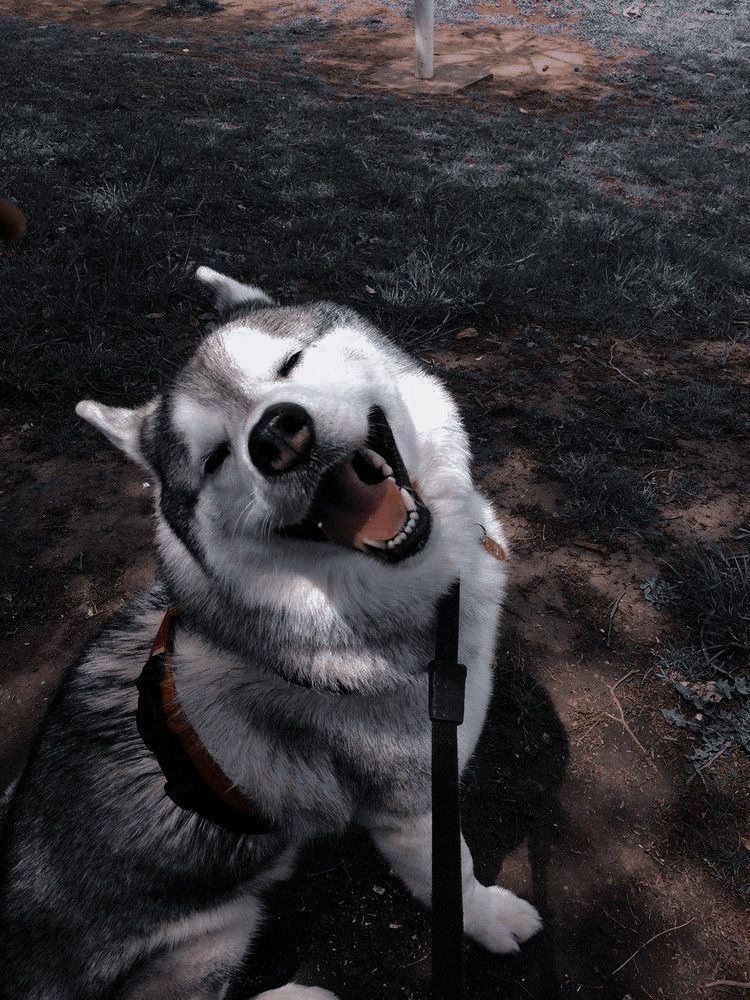 cute husky backgrounds 0013