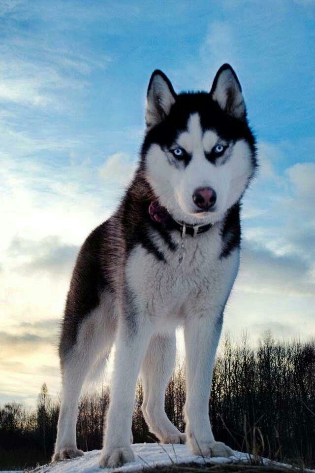 cute husky backgrounds 0014