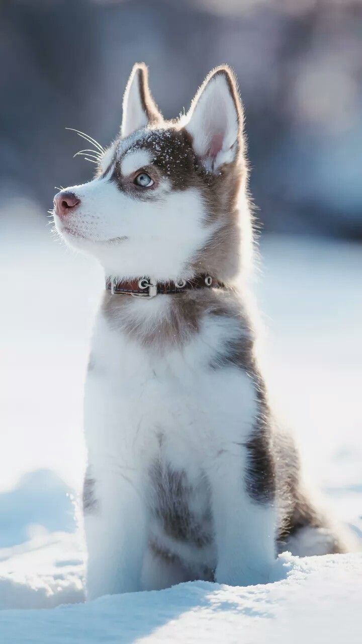 cute husky backgrounds 0016