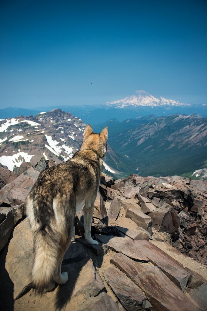 cute husky backgrounds 0021