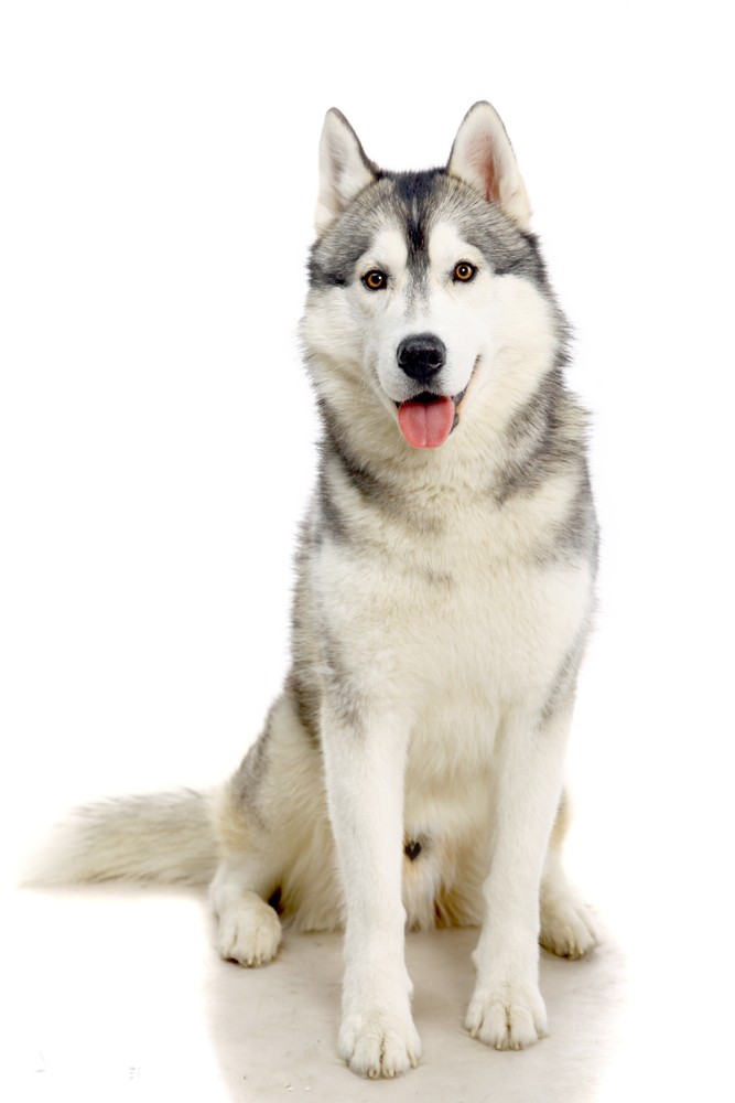 cute husky backgrounds 0023