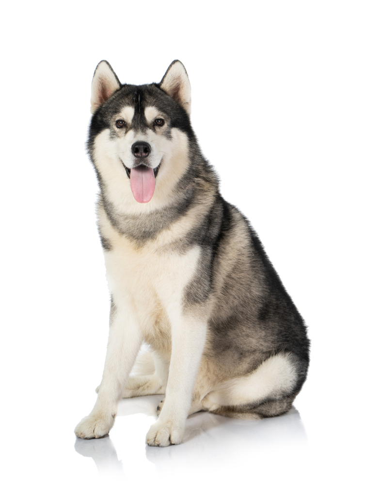 cute husky backgrounds 0024