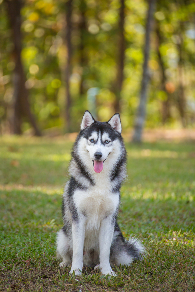 cute husky backgrounds 0025