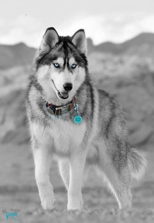 cute husky backgrounds 0027