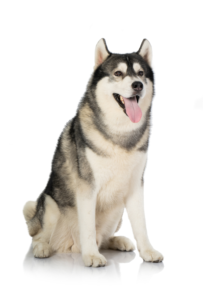 cute husky backgrounds 0029