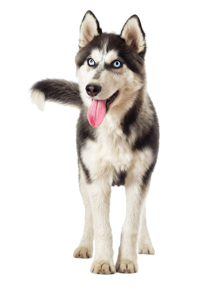 cute husky backgrounds 0038