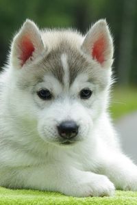 cute husky backgrounds 0039