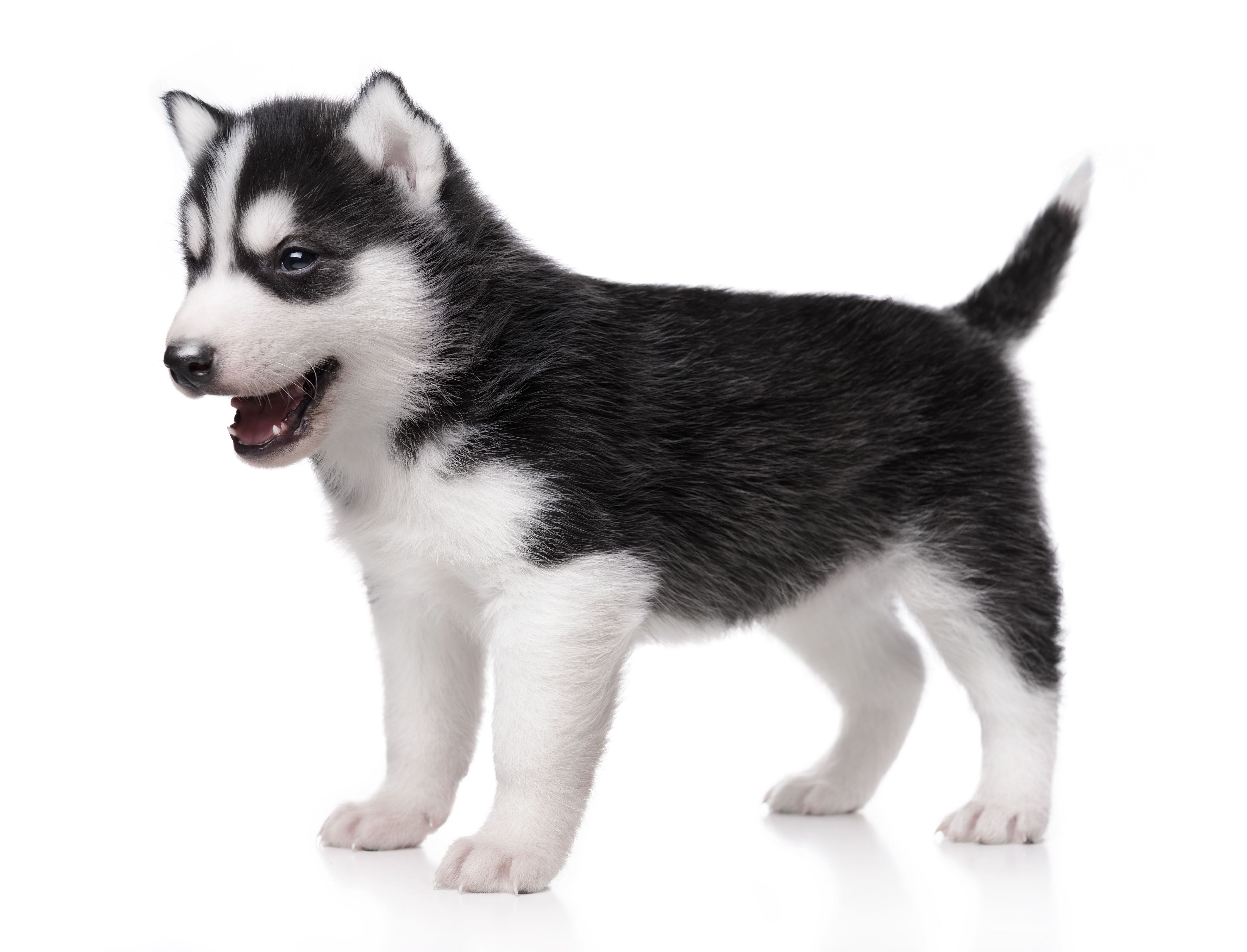 cute husky backgrounds 0043