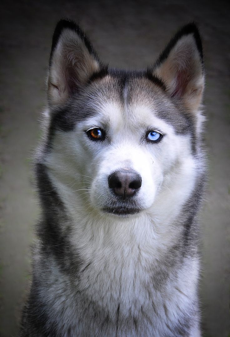 cute husky backgrounds 0049