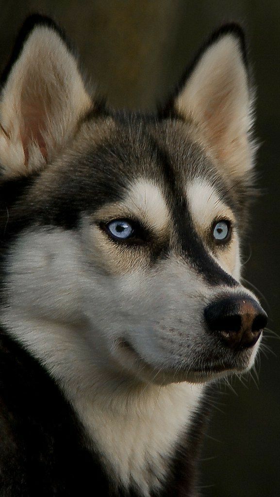 cute husky backgrounds 0050