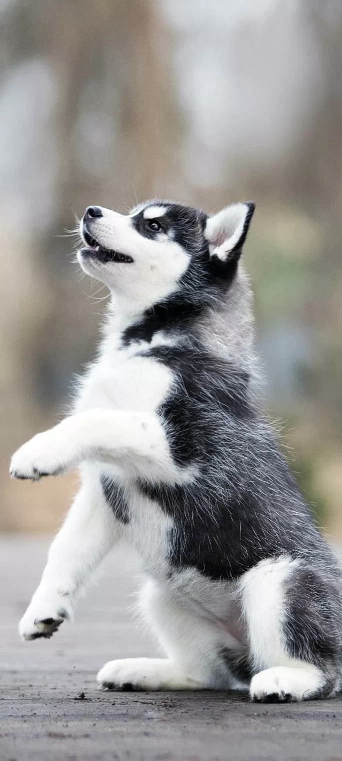 cute husky backgrounds 0051