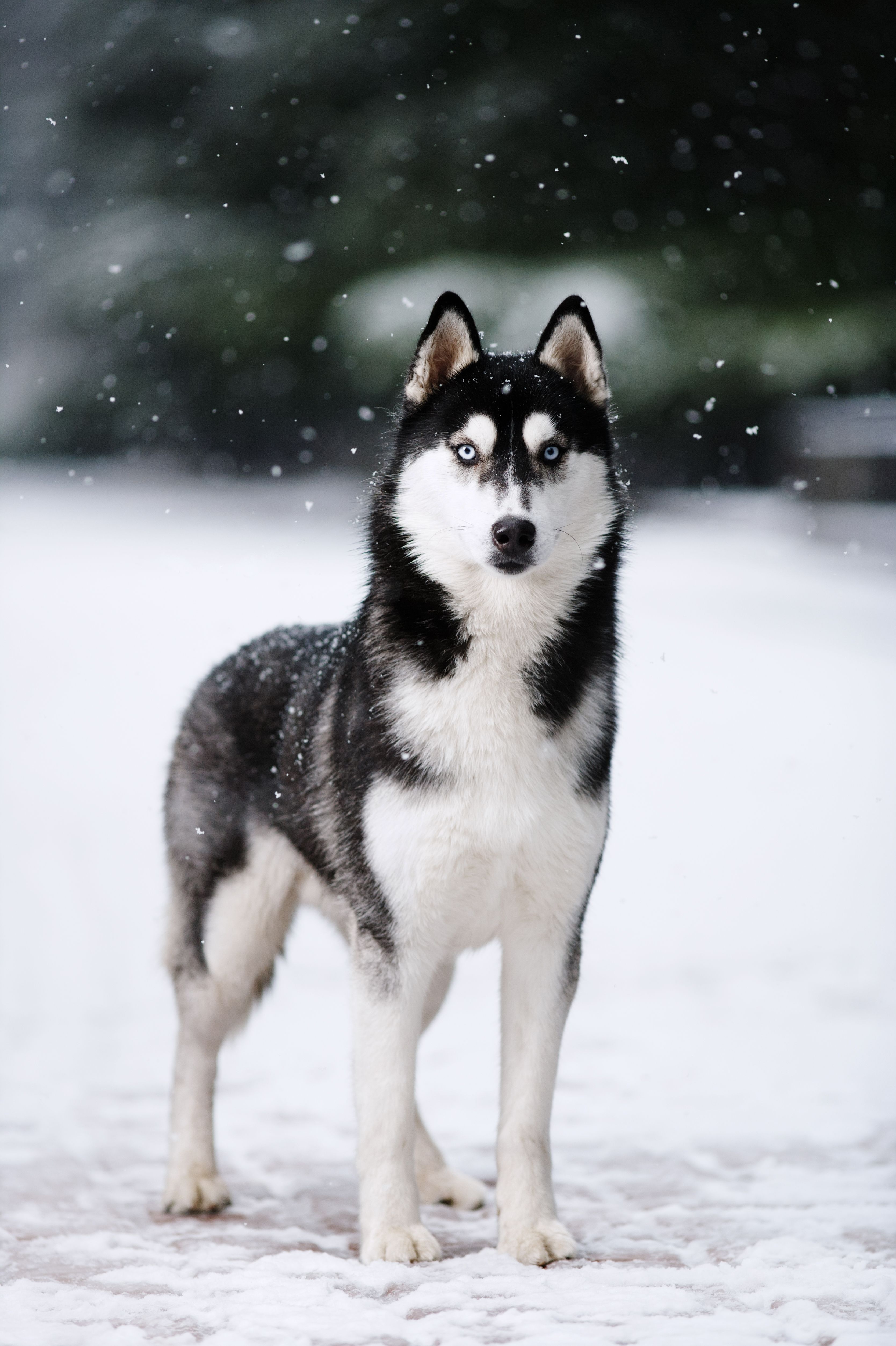 cute husky backgrounds 0052