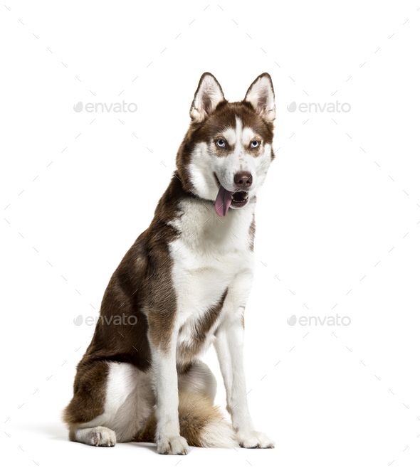 cute husky backgrounds 0054