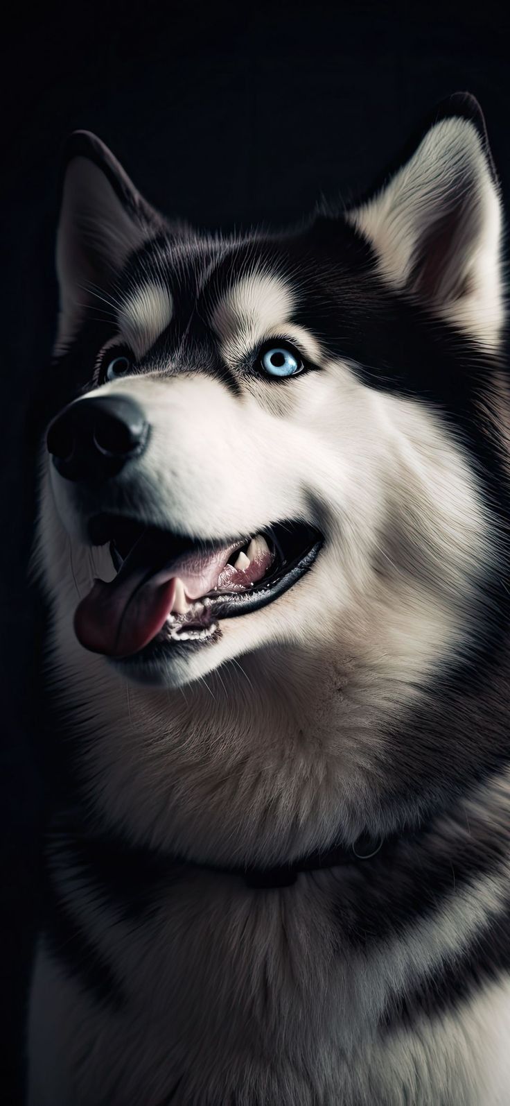 cute husky backgrounds 0055