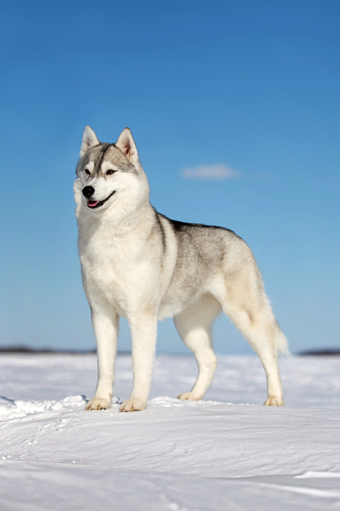 cute husky backgrounds 0057