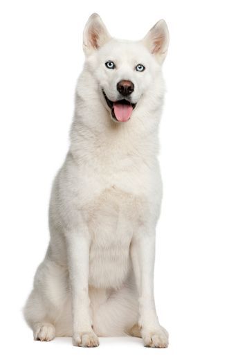 cute husky backgrounds 0062