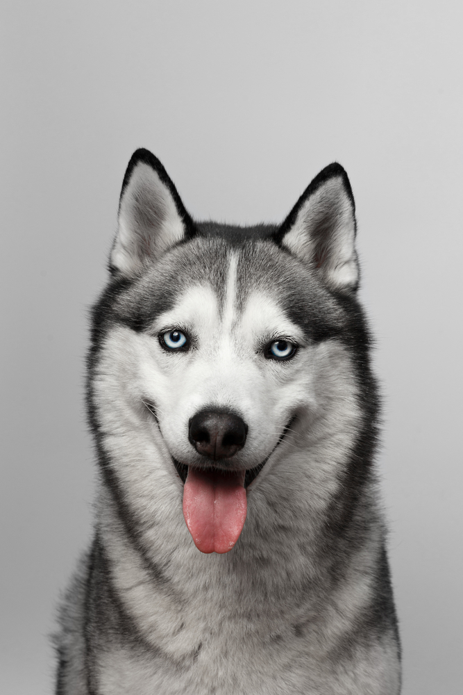 cute husky backgrounds 0063