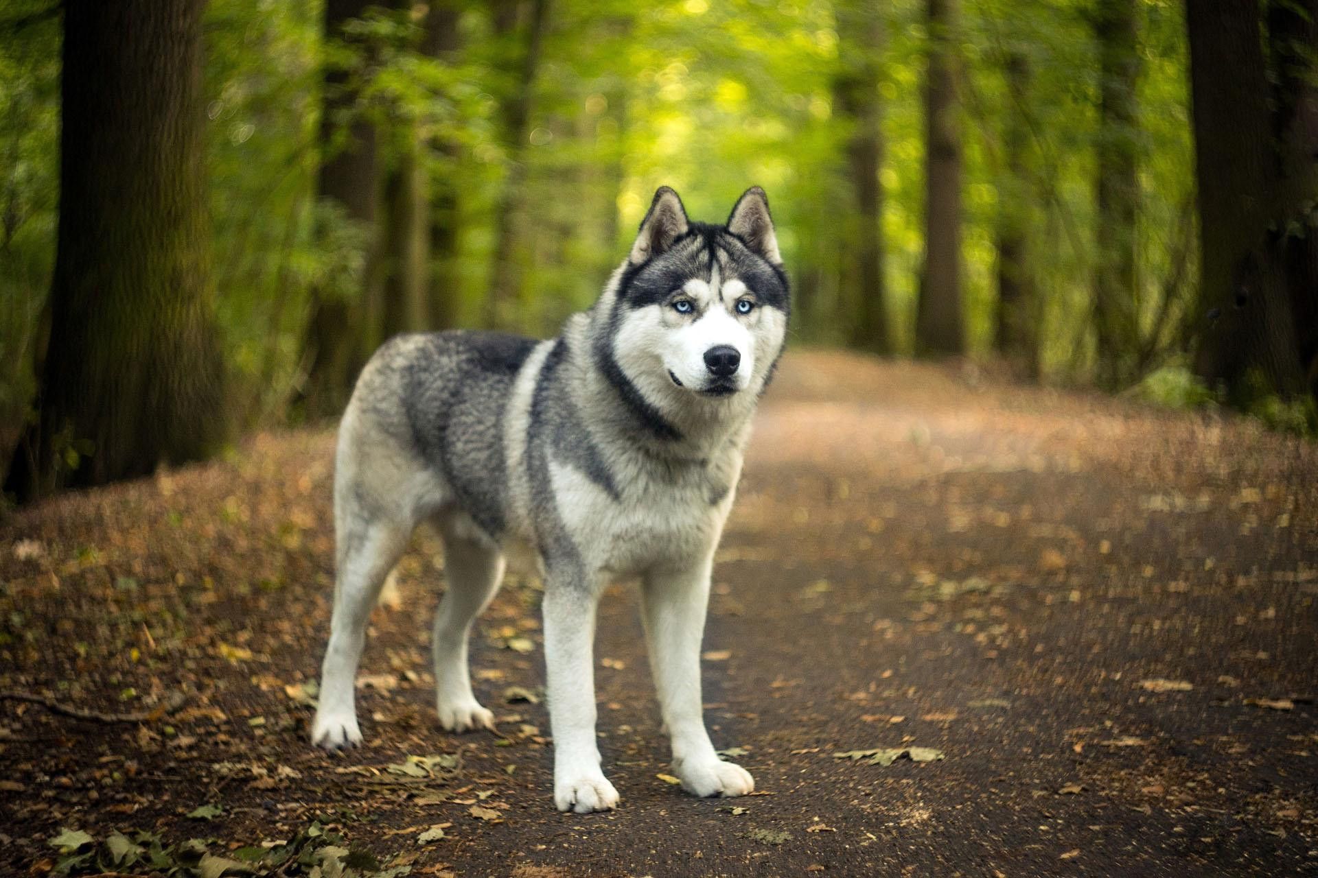 cute husky backgrounds 0067