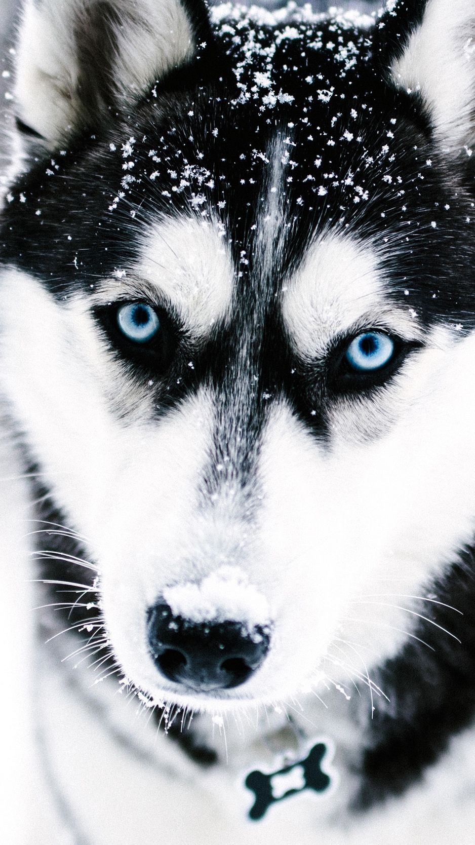 cute husky backgrounds 0068