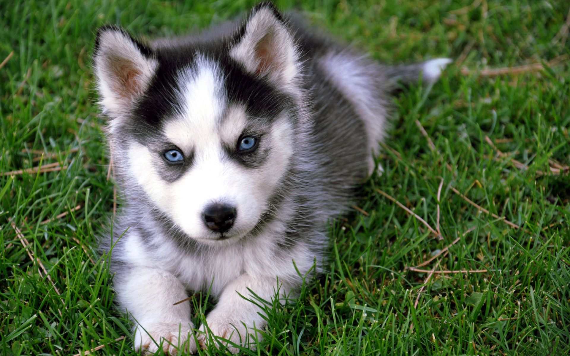 cute husky backgrounds 0073