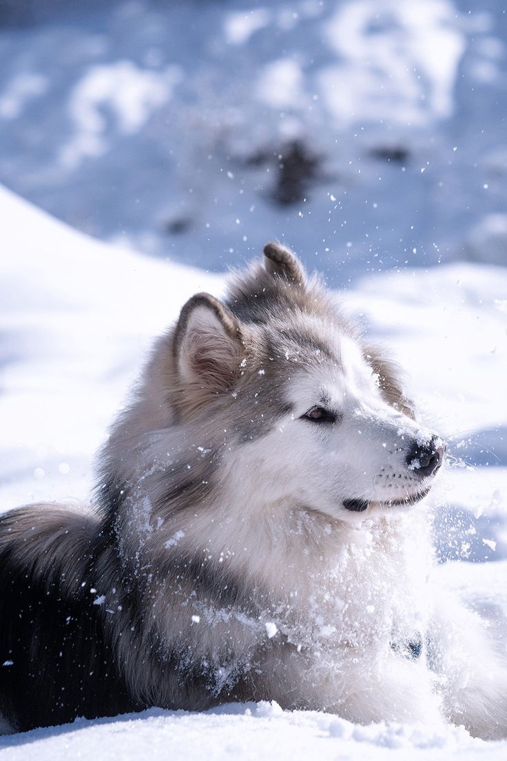 cute husky backgrounds 0074