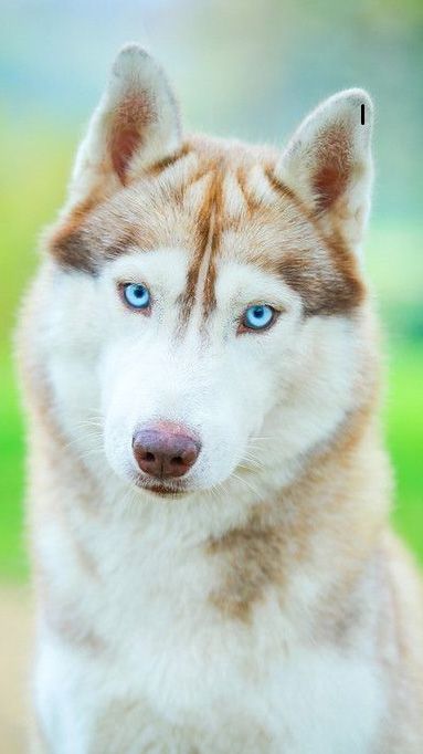 cute husky backgrounds 0077