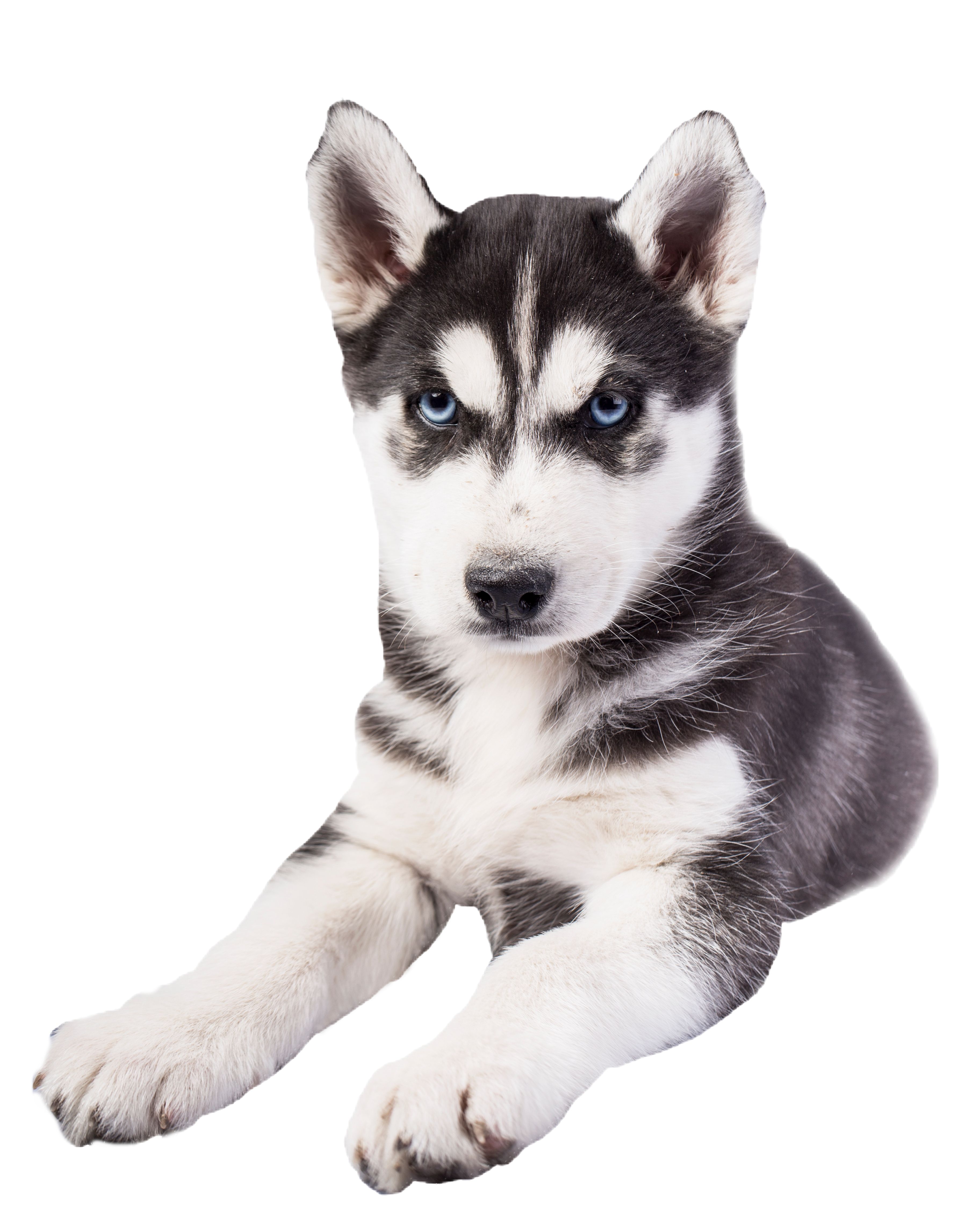 cute husky backgrounds 0082