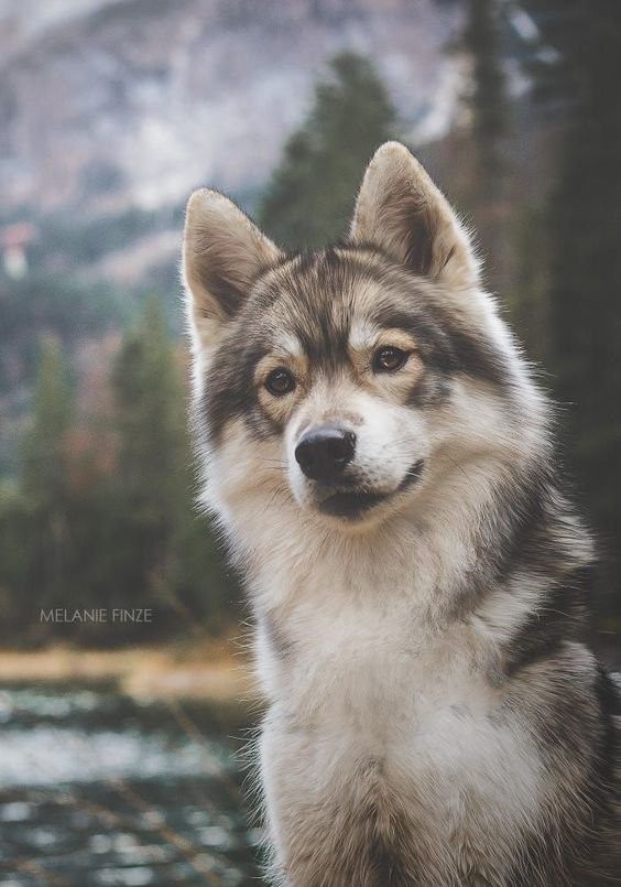 cute husky backgrounds 0083