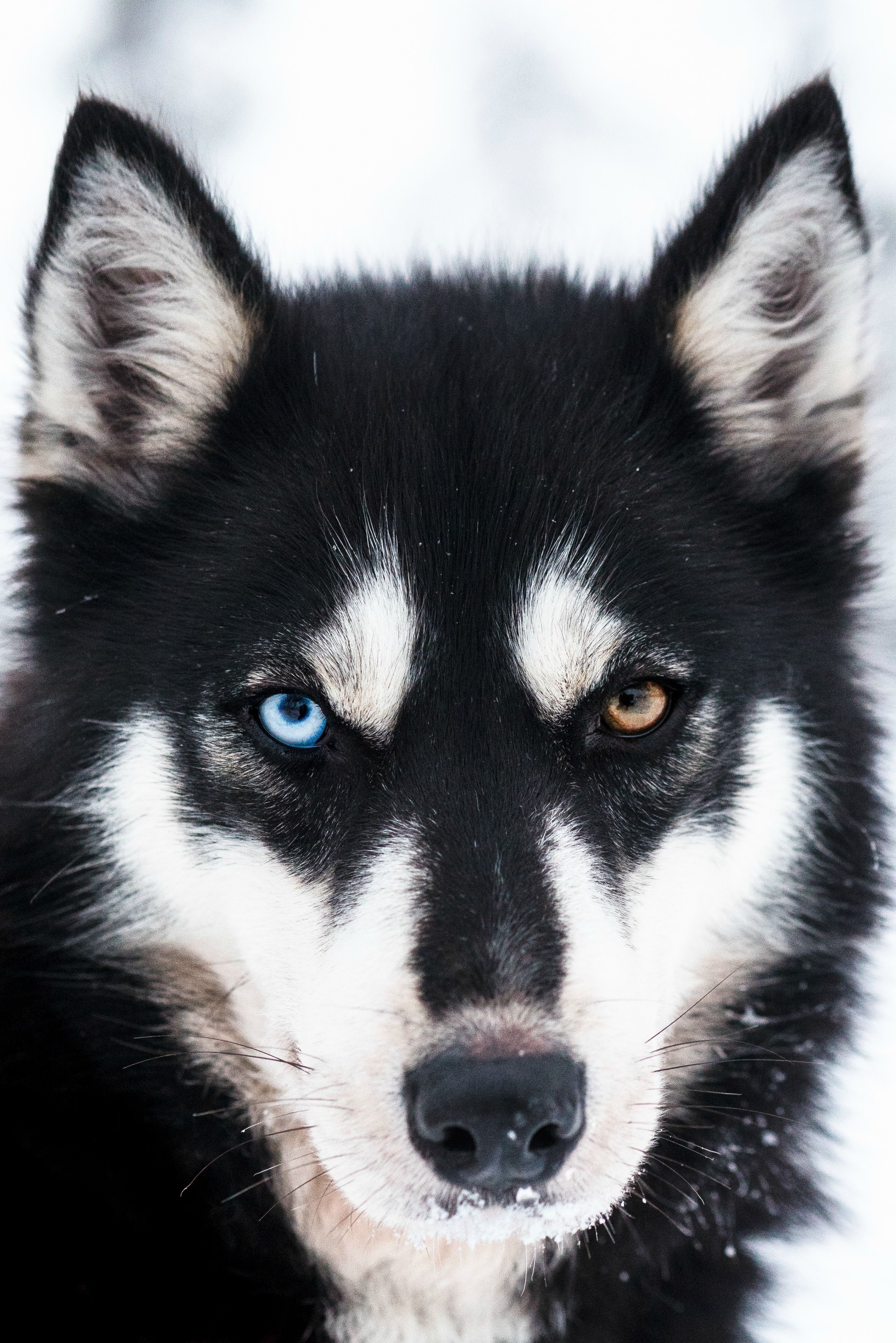 cute husky backgrounds 0084