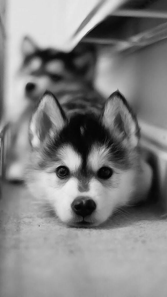 cute husky backgrounds 0085