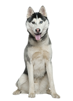 cute husky backgrounds 0088