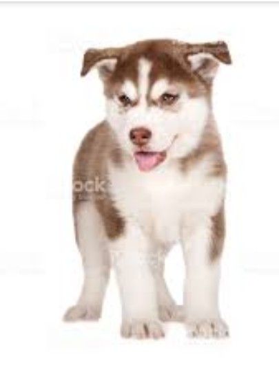 cute husky backgrounds 0089