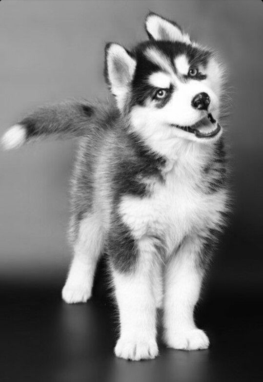 cute husky backgrounds 0093