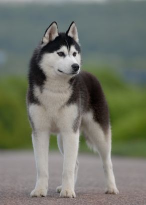 cute husky backgrounds 0096